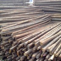 杉木樁|杉木綠化桿，支撐剛，鋼管支撐等批發(fā)，上海哪里有