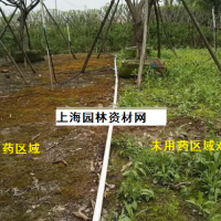 草坪里的雜草怎么去除，上海綠化養(yǎng)護(hù)草坪雜草如何管理